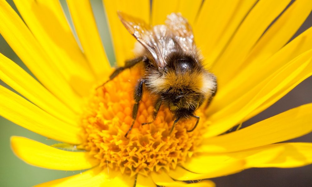Api e altri impollinatori, WWF: il 40% delle specie al mondo a rischio estinzione