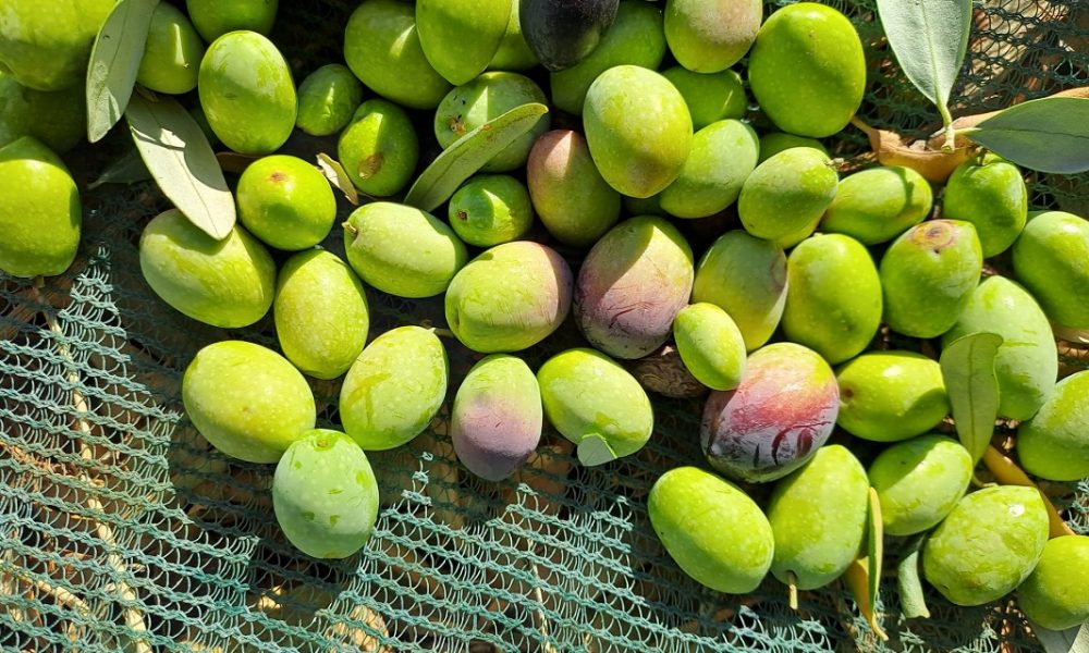 Oro verde siciliano. Profumi e sentori unici