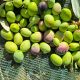 Oro verde siciliano. Profumi e sentori unici
