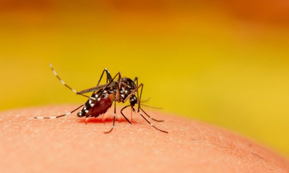 Zanzare e virus West Nile e Dengue, esperto: rischi e specie in Italia