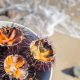 Ricci di mare: una ricetta che fa “bene al cuore”
