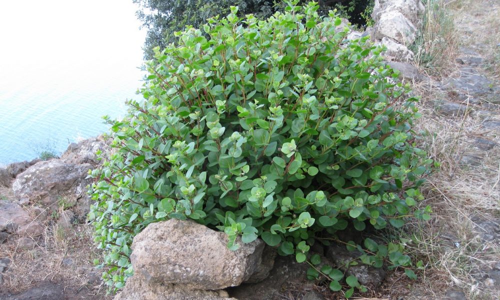 Capparis Spinosa: la pianta mediterranea dai mille benefici