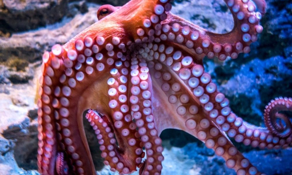 Il polpo: un tesoro del mare per la salute e la ricerca medica