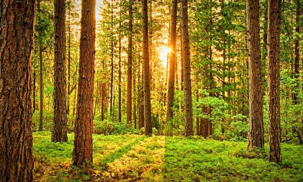 Gli italiani ignorano i benefici degli alberi: solo il 33% sa che assorbono CO2