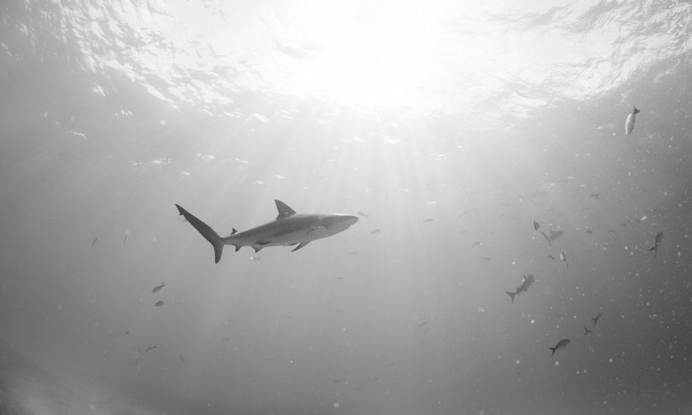 Deadly shark attack in New Caledonia: 40-year-old man killed