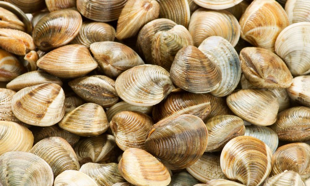 Vongole Coralfish surgelate richiamate per rischio chimico: superati limiti acido Pfoa