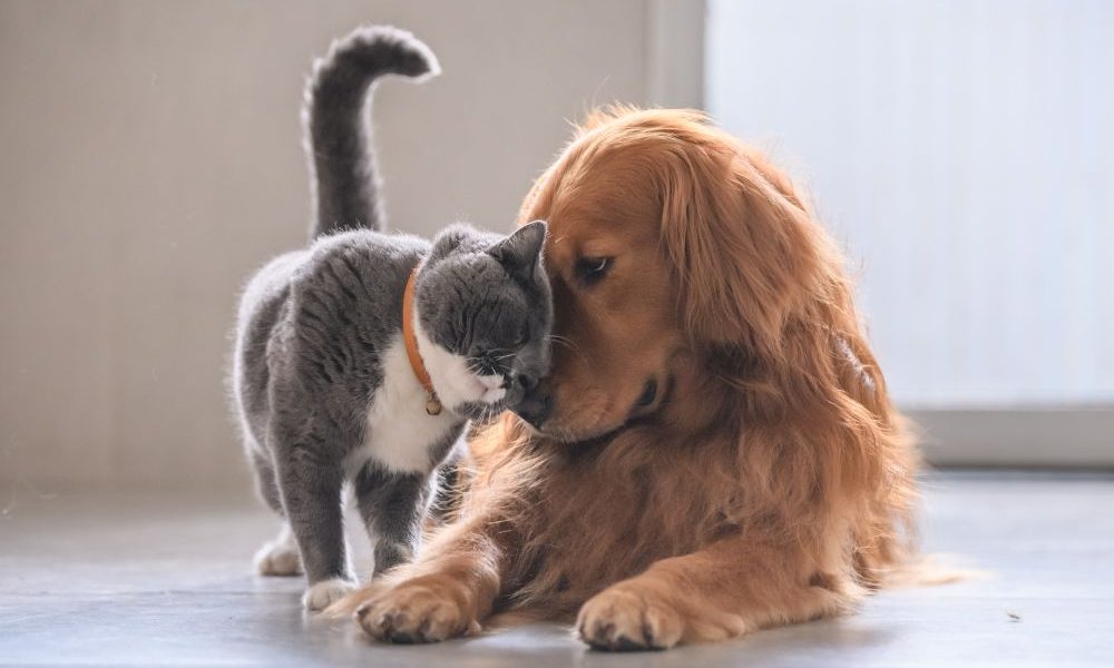 Norme Ue su cani e gatti: obbligo di microchip e registrazione