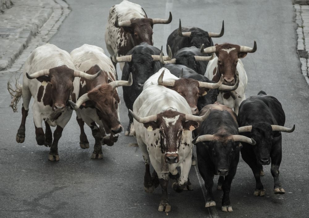 Pamplona, injured by a bull during the San Fermin festival 2025