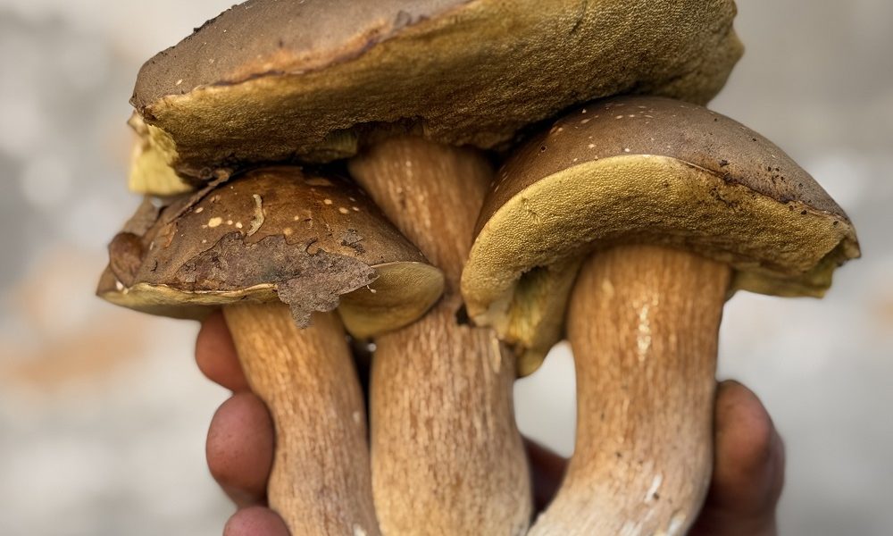 Valtaro e Valceno, dove l’autunno profuma  di porcini, castagne e altre prelibatezze