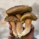 Valtaro e Valceno, dove l’autunno profuma  di porcini, castagne e altre prelibatezze