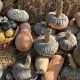 La Zucca è la regina d’autunno a Ostellato (FE)