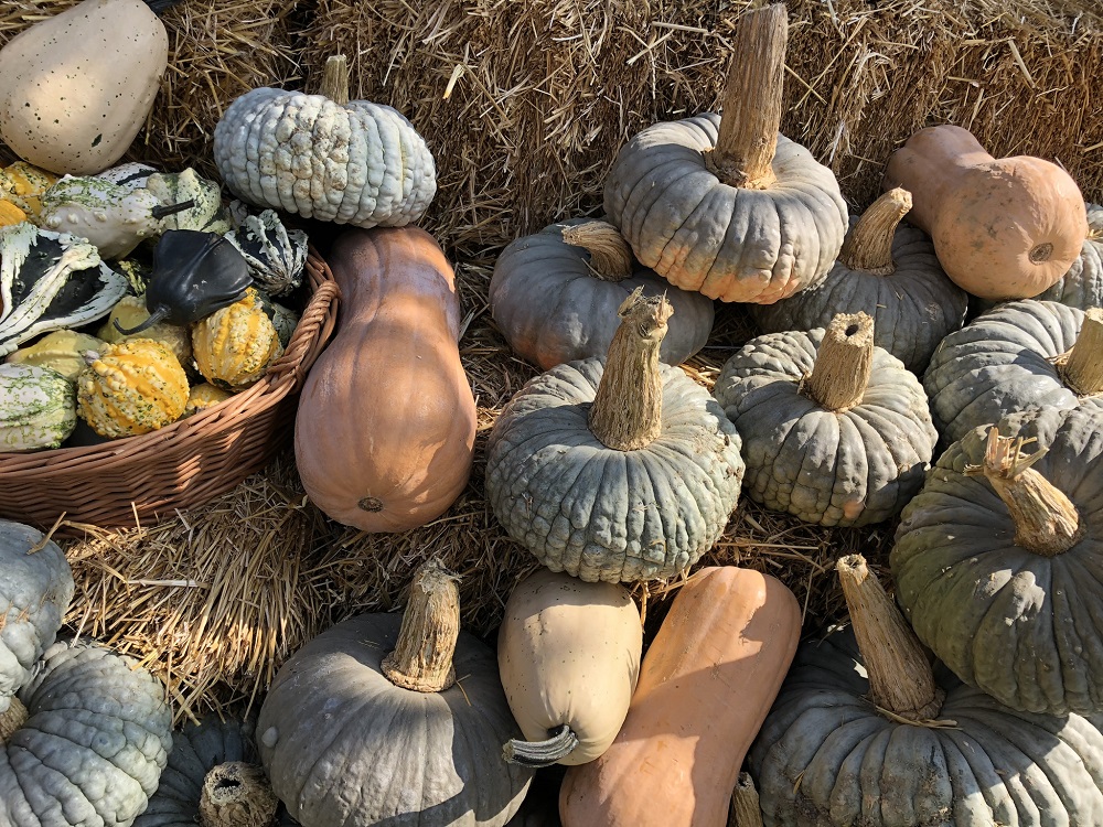 La Zucca è la regina d’autunno a Ostellato (FE)