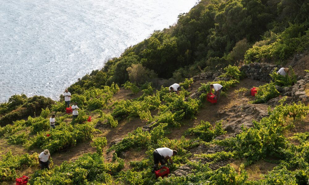 La Cité du Vin celebra 10 anni, tra i protagonisti il Ben Ryé di Donnafugata